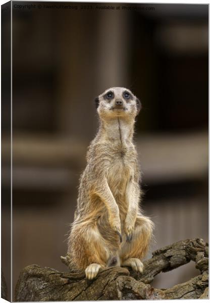 Posing Meerkat Canvas Print by rawshutterbug 