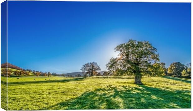 Yorkshire Dales Meadow Canvas Print by Tim Hill