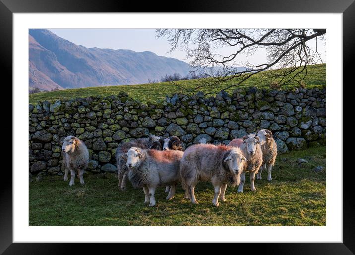 Flock of Herdwick Rams Lake District Framed Mounted Print by Tim Hill