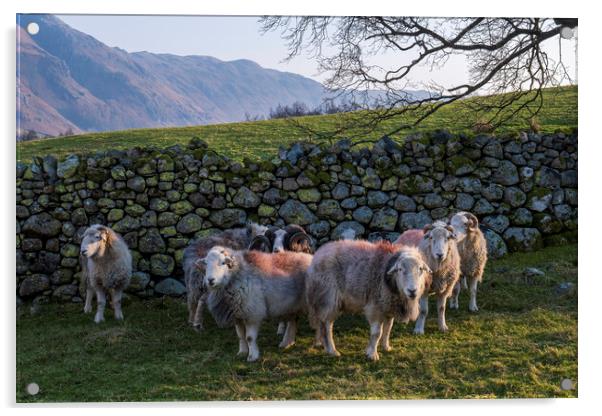 Flock of Herdwick Rams Lake District Acrylic by Tim Hill