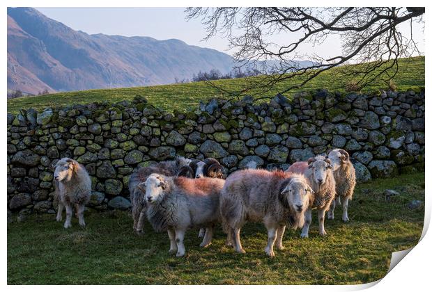 Flock of Herdwick Rams Lake District Print by Tim Hill