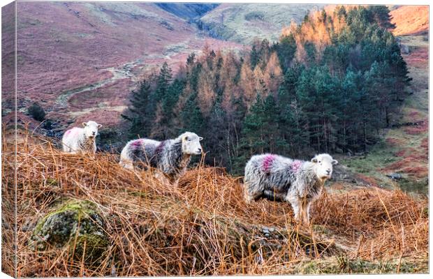 Herdwick Sheep Grazing in the Great Langdale Valle Canvas Print by Tim Hill