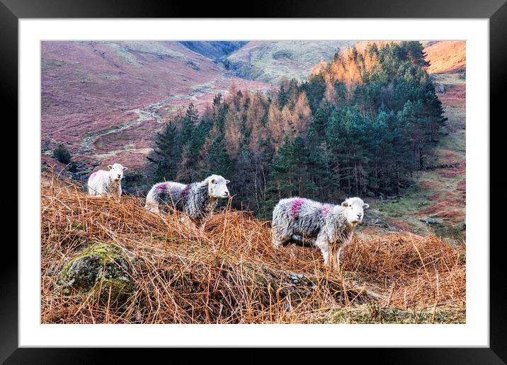 Herdwick Sheep Grazing in the Great Langdale Valle Framed Mounted Print by Tim Hill