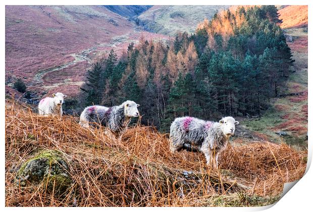 Herdwick Sheep Grazing in the Great Langdale Valle Print by Tim Hill