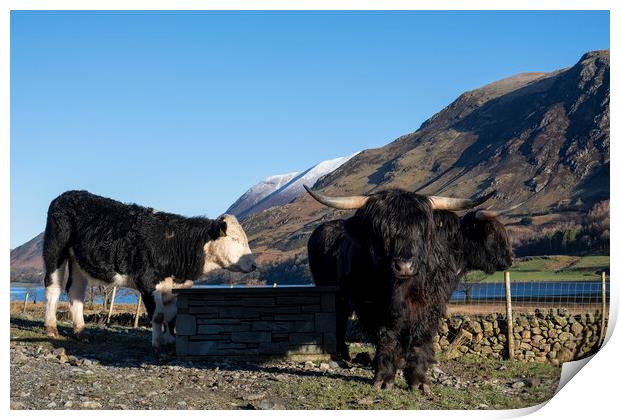 Majestic Highland Cattle Grazing Print by Tim Hill