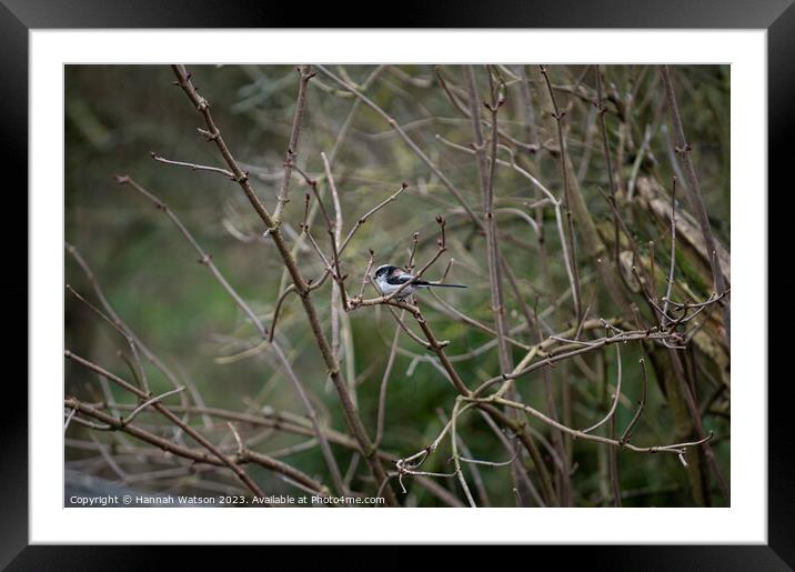Long Tailed Tit Framed Mounted Print by Hannah Watson