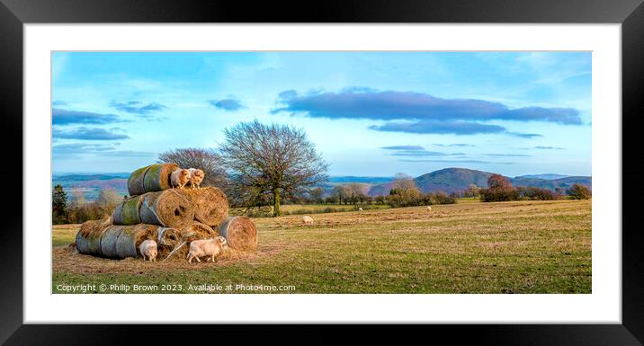 Horned Sheep playing on Stack of Bails of Hay in S Framed Mounted Print by Philip Brown