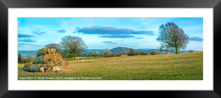 Horned Sheep playing on Stack of Bails of Hay in S Framed Mounted Print by Philip Brown