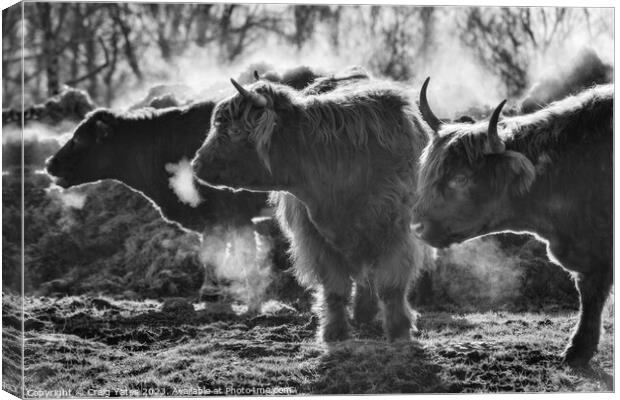 Highland Cows on a Winter Morning. Canvas Print by Craig Yates