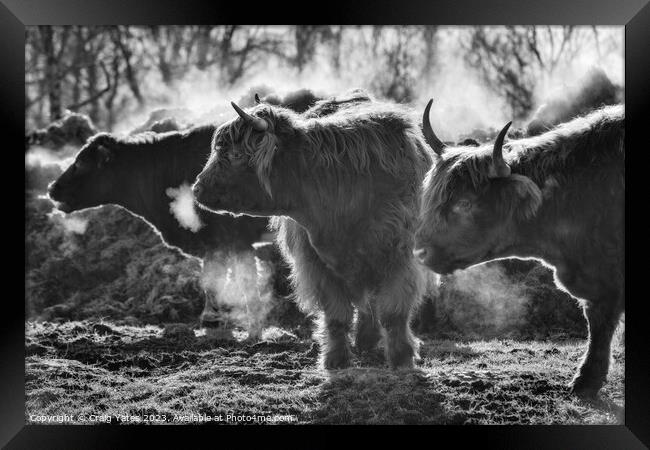 Highland Cows on a Winter Morning. Framed Print by Craig Yates