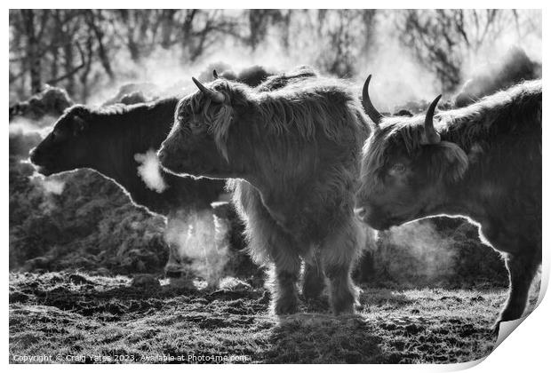 Highland Cows on a Winter Morning. Print by Craig Yates