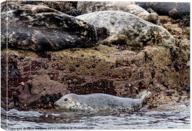 seal pup adventure Canvas Print by Peter Bardsley