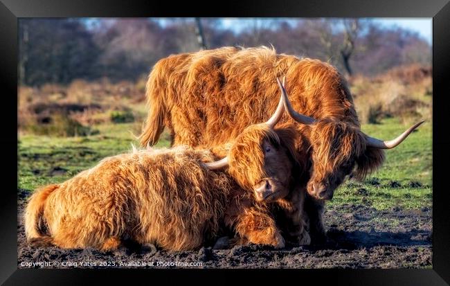 Playful Highland Cows. Framed Print by Craig Yates