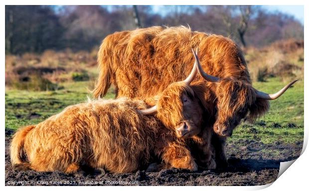 Playful Highland Cows. Print by Craig Yates