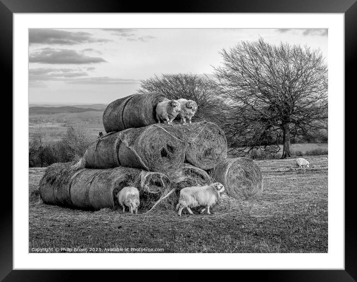 A herd of sheep grazing on a dry grass field - Bla Framed Mounted Print by Philip Brown