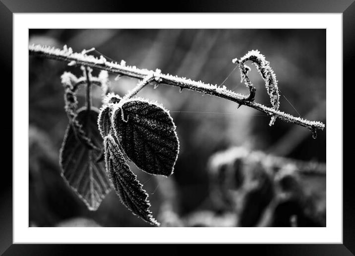 Winter Leaves Low Key Mono Framed Mounted Print by Glen Allen