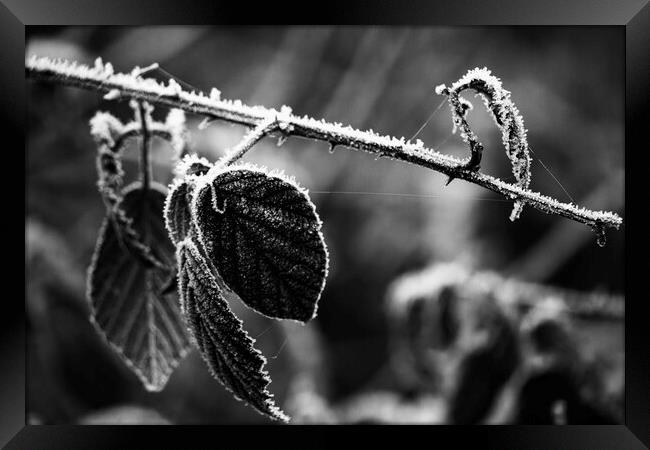Winter Leaves Low Key Mono Framed Print by Glen Allen