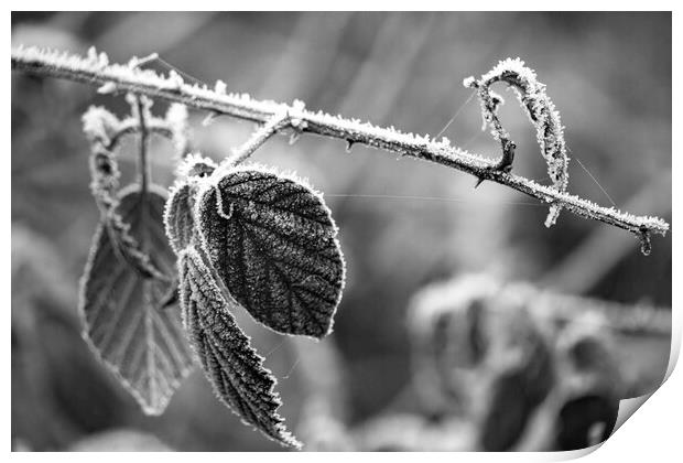 Winter Leaves - Mono Print by Glen Allen