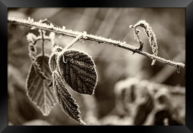 Winter Leaves - Sepia Framed Print by Glen Allen