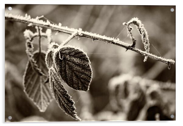 Winter Leaves - Sepia Acrylic by Glen Allen