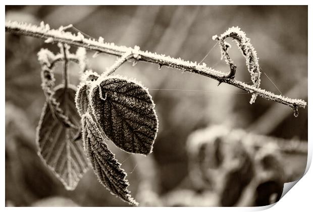 Winter Leaves - Sepia Print by Glen Allen