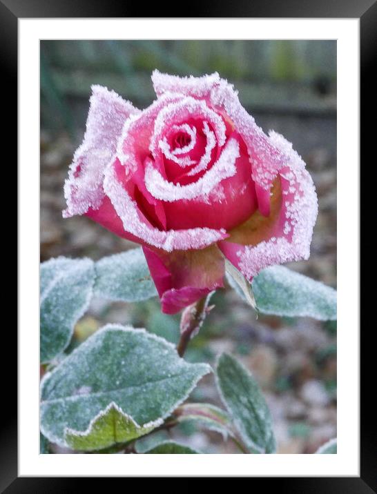 Frosty Rose Framed Mounted Print by Dave Bell