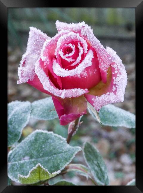 Frosty Rose Framed Print by Dave Bell