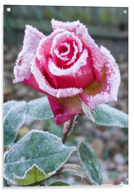 Frosty Rose Acrylic by Dave Bell