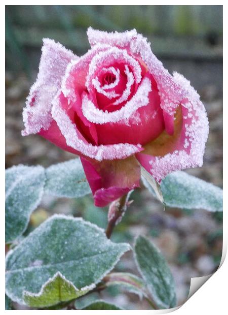 Frosty Rose Print by Dave Bell