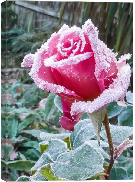 Pink Rose with White frost Canvas Print by Dave Bell