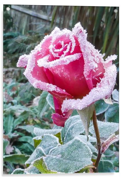Pink Rose with White frost Acrylic by Dave Bell