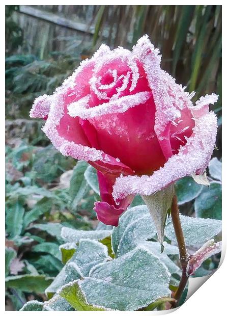 Pink Rose with White frost Print by Dave Bell