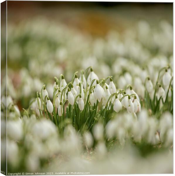 A close up of Snowdrop flowers Canvas Print by Simon Johnson