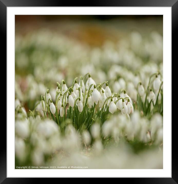 A close up of Snowdrop flowers Framed Mounted Print by Simon Johnson