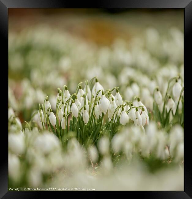 A close up of Snowdrop flowers Framed Print by Simon Johnson