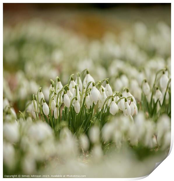 A close up of Snowdrop flowers Print by Simon Johnson