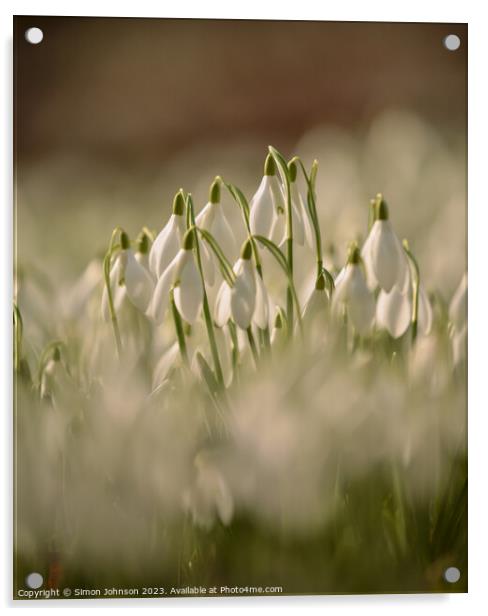   Snowdrops Acrylic by Simon Johnson