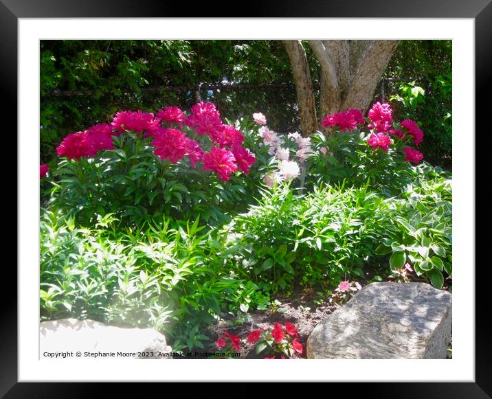 Peonies in the sun Framed Mounted Print by Stephanie Moore