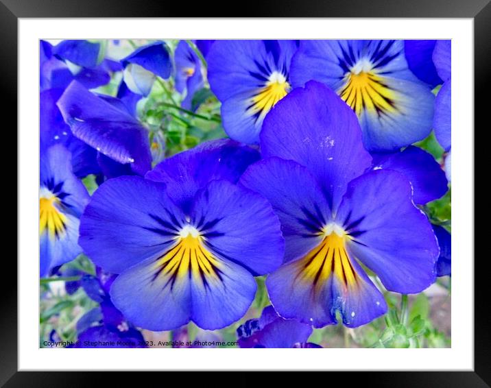 Pretty Pansies Framed Mounted Print by Stephanie Moore