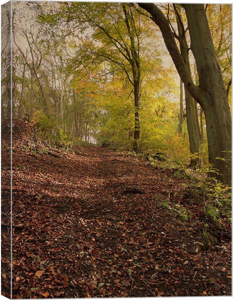 Autumn in Brantingham Woods Canvas Print by Sarah Couzens