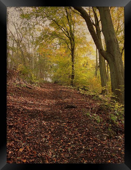 Autumn in Brantingham Woods Framed Print by Sarah Couzens
