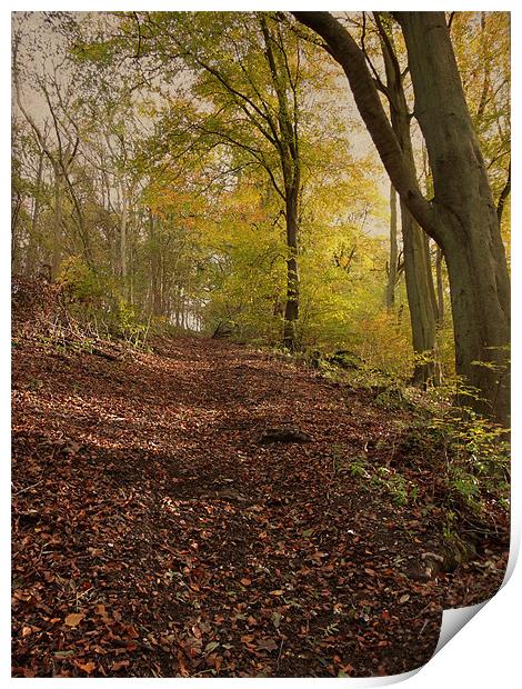 Autumn in Brantingham Woods Print by Sarah Couzens