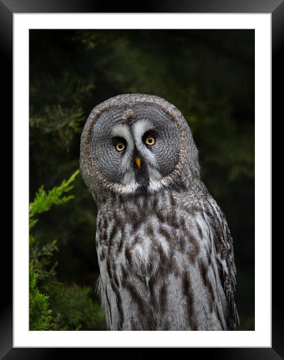 Great Grey Owl Framed Mounted Print by Emma Dickson