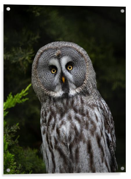 Great Grey Owl Acrylic by Emma Dickson