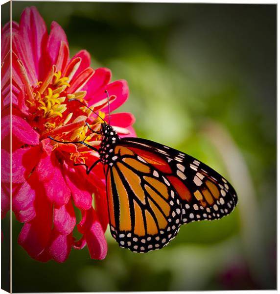 Monarch Butterfly Canvas Print by Dennis Hirning