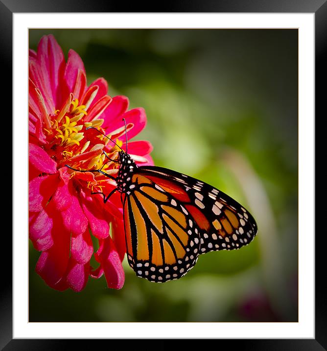 Monarch Butterfly Framed Mounted Print by Dennis Hirning