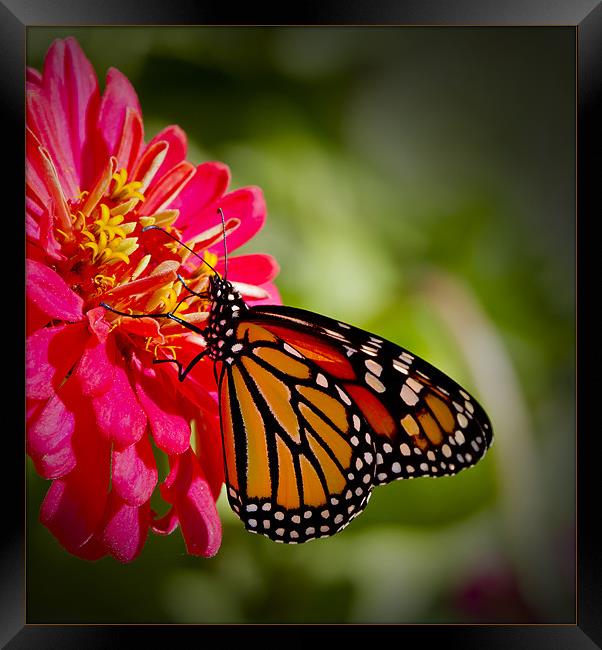 Monarch Butterfly Framed Print by Dennis Hirning
