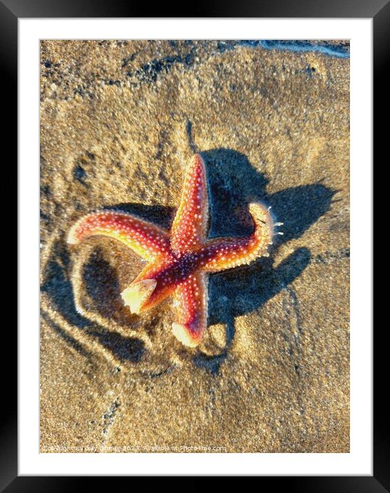 Starfish Framed Mounted Print by kelly Draper