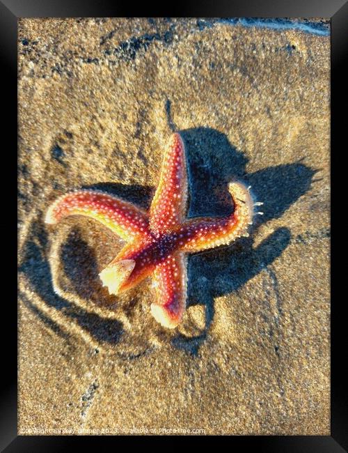 Starfish Framed Print by kelly Draper