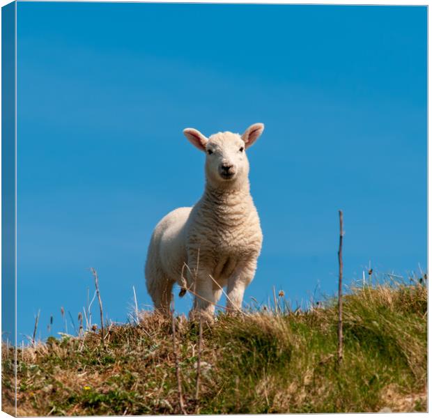 Hebridean Lamb Canvas Print by Steve Smith